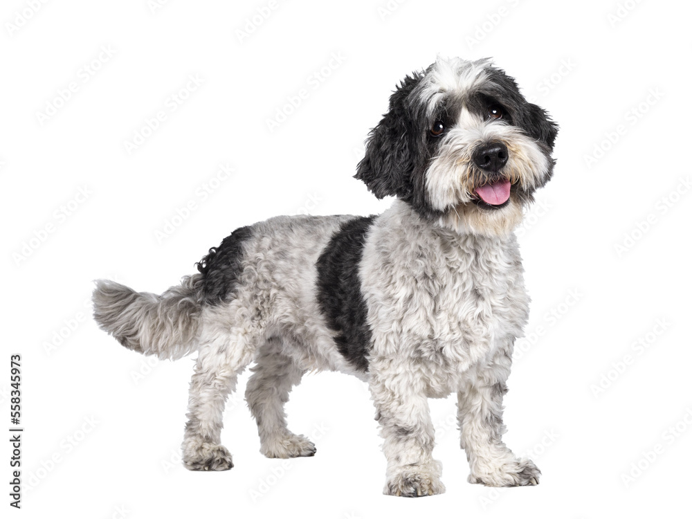 Cute little mixed breed Boomer dog, standing side ways. Looking up and away from camera with sweet brown eyes. Isolated cutout on transparent background.. Mouth slightly open, showing tongue, Cute little mixed breed Boomer dog, standing side ways. Looking up and away from camera with sweet brown eyes. Isolated cutout on transparent background.. Mouth slightly open, showing tongue,