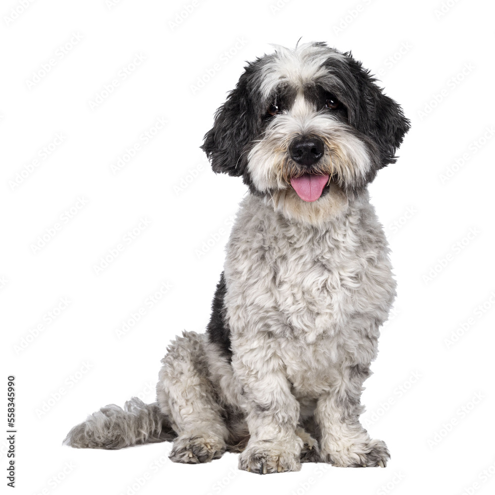 Cute little mixed breed Boomer dog, sitting up facing front. Looking towards camera with friendly brown eyes. Isolated cutout on transparent background. Mouth slightly open, showing tongue,