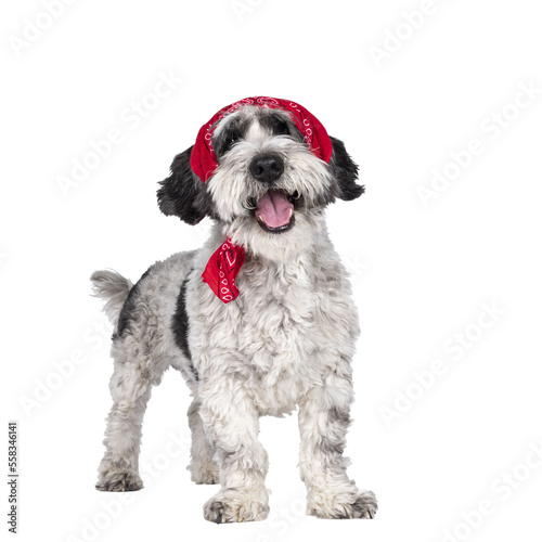Adorable little mixed breed Boomer dog, standing facing front wearing red scarf around head. Looking straight to camera with friendly brown eyes. Isolated cutout on transparent background.. Mouth open photo