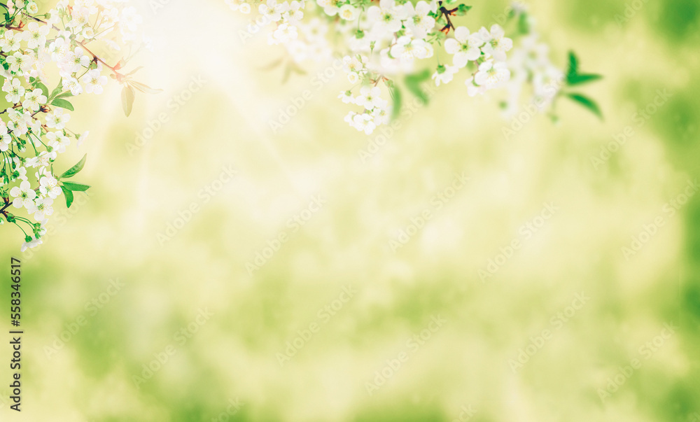 Spring cherry blossom, sakura flower blooming on springtime. banner for Spring or Summer sale. Spring cherry blossom, sakura flower blooming on springtime. banner for Spring or Summer sale.
