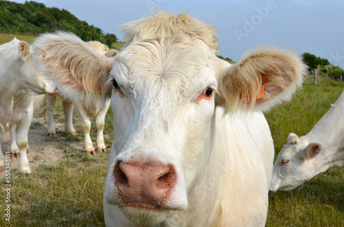Young Charolais beef or cow raised for meat