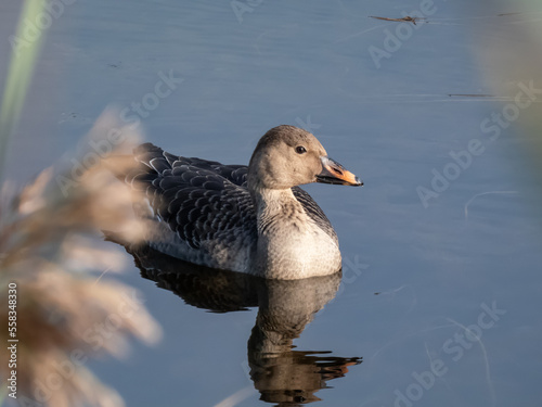 The bean goose (Anser fabalis or Anser serrirostris) swimming in dark water of a pond in sunlight in late autumn photo