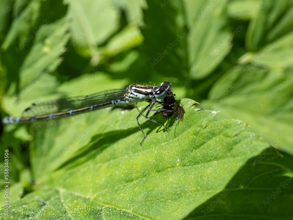 Close-up of the female blue form of the azure damselfly (Coenagrion puella) eating it's prey on a green leaf. Macro of an insect fly caught by damselfy Close-up of the female blue form of the azure damselfly (Coenagrion puella) eating it's prey on a green leaf. Macro of an insect fly caught by damselfy