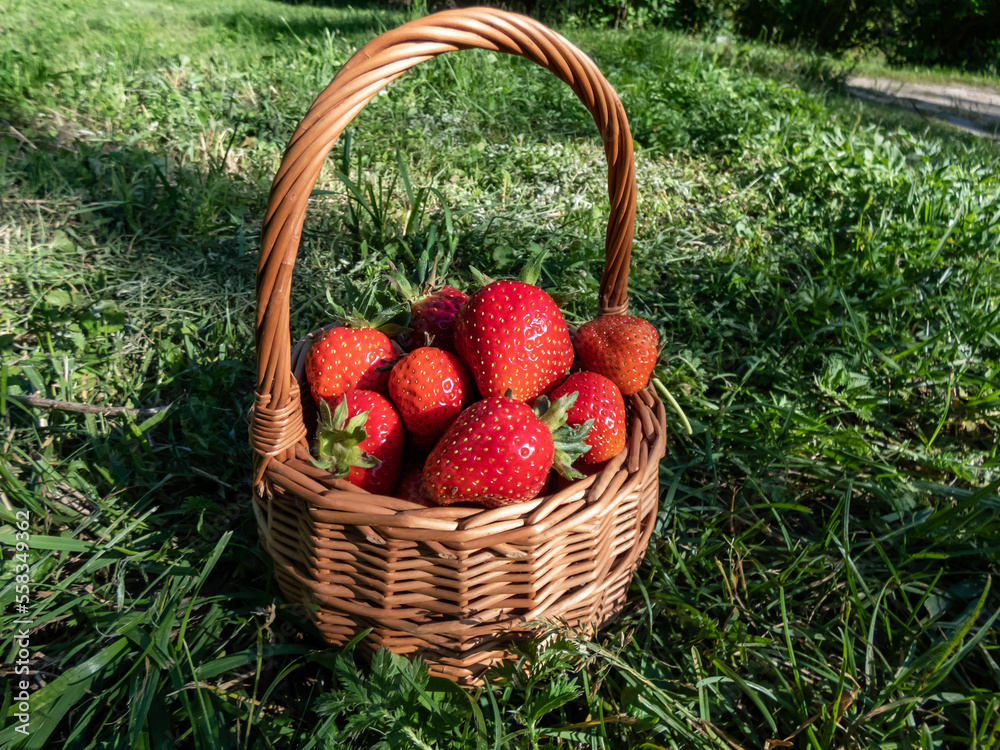 Small, wooden basket with big, red, ripe strawberries on the ground surrounded with green grass in summer Small, wooden basket with big, red, ripe strawberries on the ground surrounded with green grass in summer