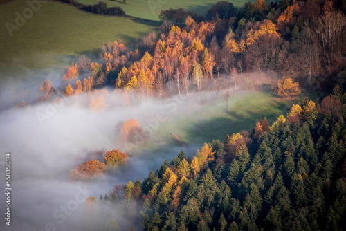 autumn in the forest