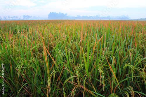 Morning vibes in a ricefield  photo
