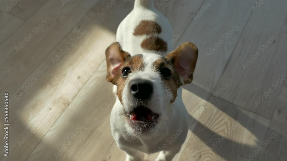 Muzzle of a Jack Russell puppy. Pet dog at home barks