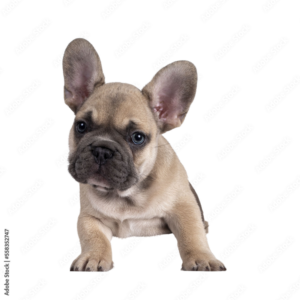 Adorable fawn French Bulldog puppy, standing through photo frame Looking curious towards camera with blue eyes. Isolated cutout on a transparent background.