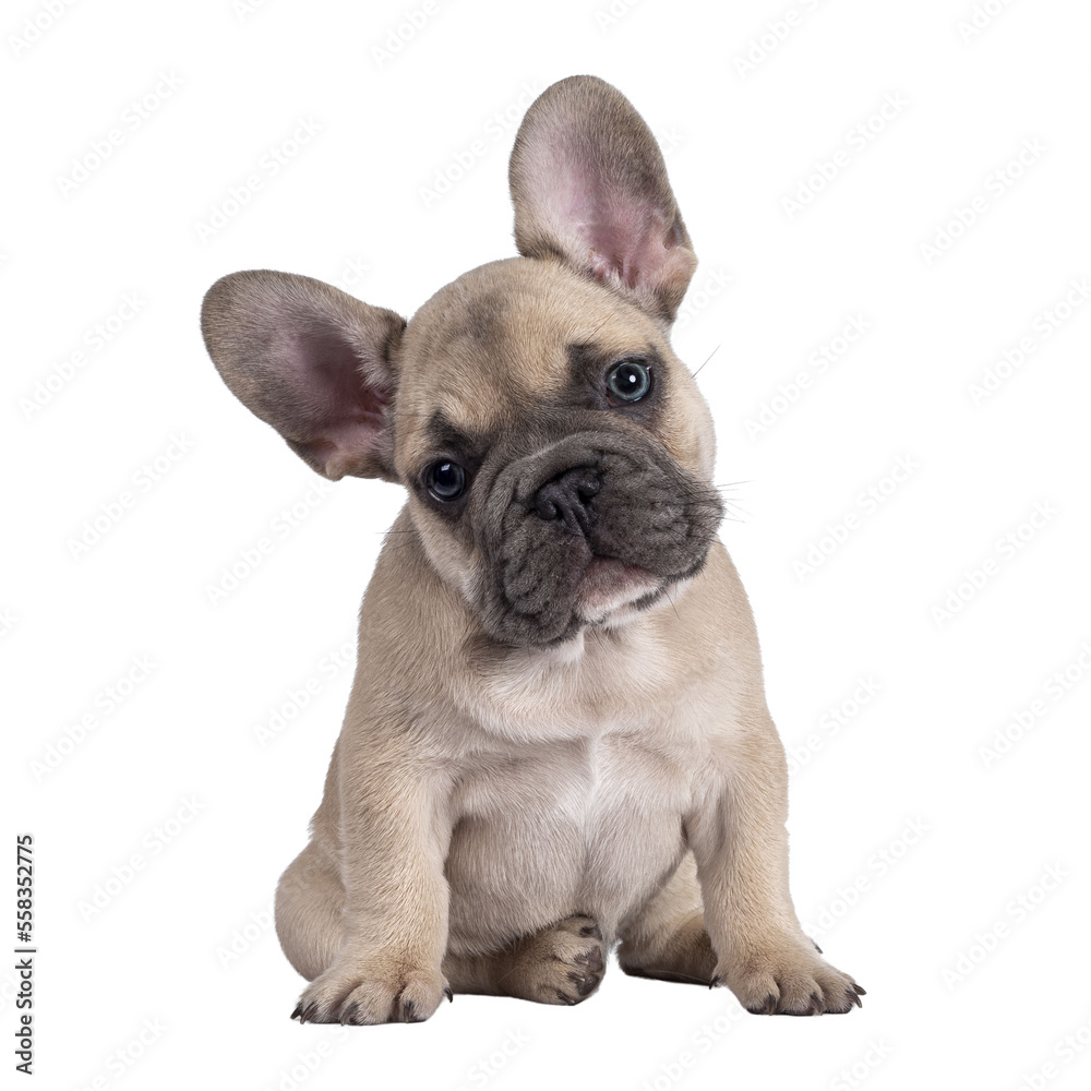 Adorable fawn French Bulldog puppy, sitting up facing front. Looking curious towards camera with blue eyes and cute head tilt. Isolated cutout on a transparent background.