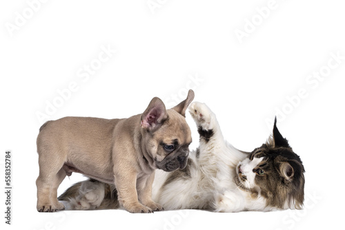 Adorable fawn French Bulldog puppy, standing beside Maine Coon cat. Playing together. Isolated cutout on a transparent background.