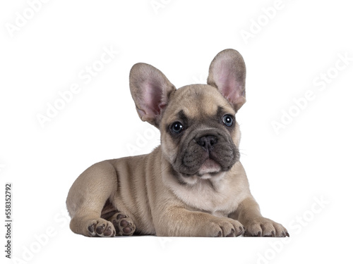 Adorable fawn French Bulldog puppy  laying down side ways. Looking away from camera with blue eyes. Isolated cutout on a transparent background.
