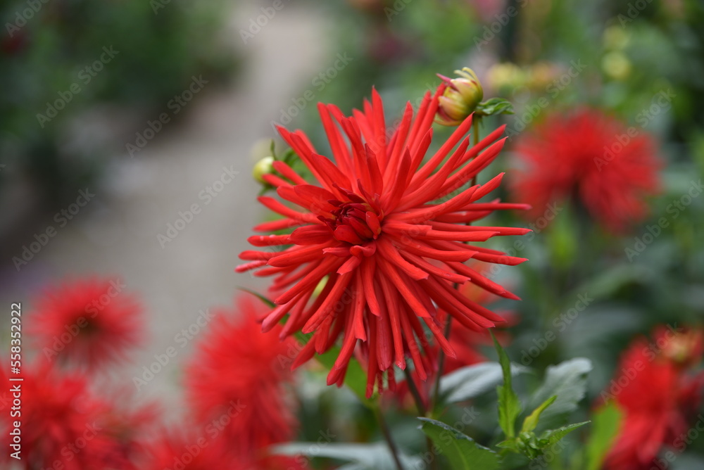 Dahlia cactus rouge au jardin en été Dahlia cactus rouge au jardin en été