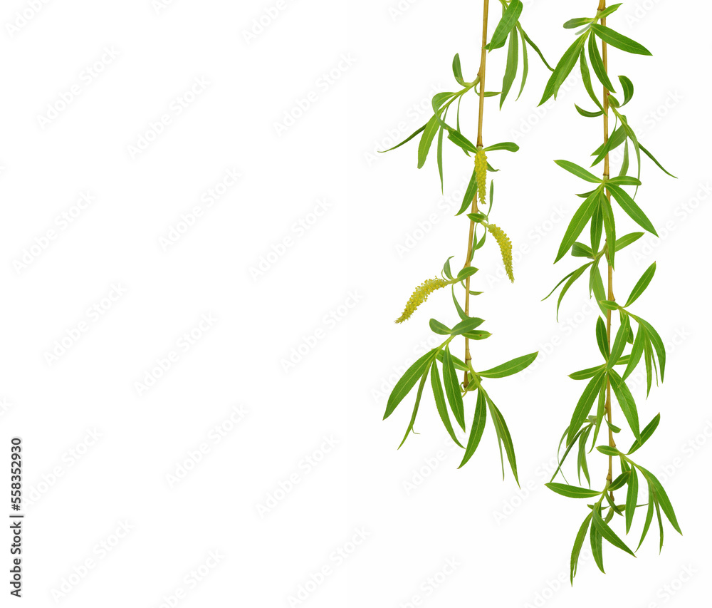 Obraz premium young twigs of willow isolated on white background. Pussy-willow branches with catkins. Spring foliage. Easter