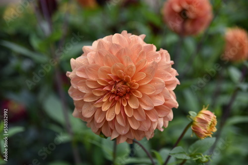 Dahlia rose saumon au jardin en   t  