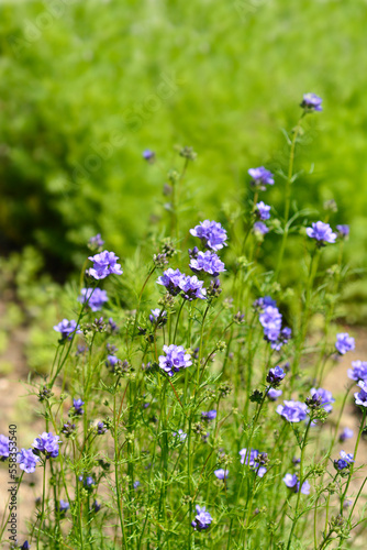 California gilia flowers