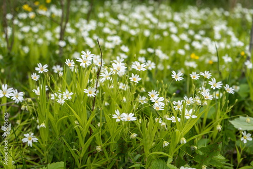 Wildflower on the meadow in spring