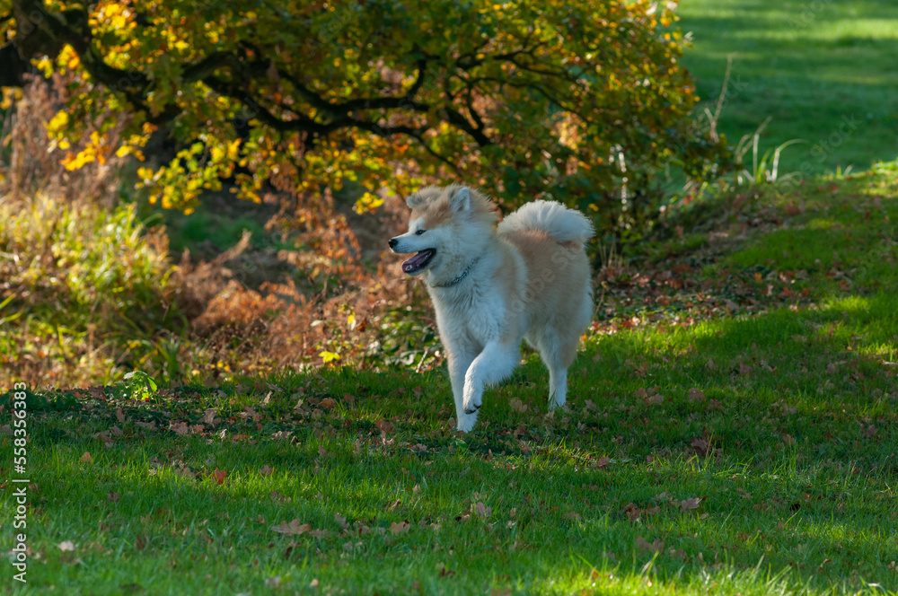 Joli akita poil long se promenant dans un parc sous de belles lumières Joli akita poil long se promenant dans un parc sous de belles lumières