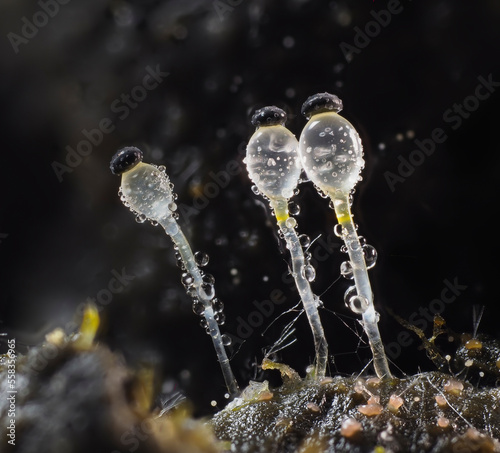 Pillenwerfer (Pilobolus kleinii) Höhe ca. 3mm photo