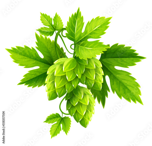 Fresh hop plants with green leaves PNG illustration photo