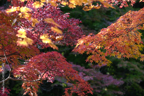 真っ赤に染まる紅葉