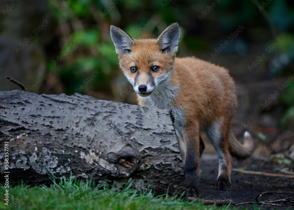 A fox family exploring the garden A fox family exploring the garden