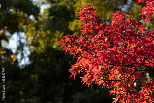 赤く染まる紅葉