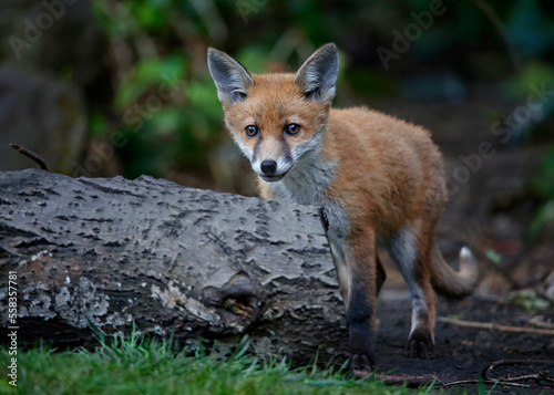 A fox family exploring the garden © Stephen