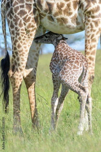 Fototapeta Naklejka Na Ścianę i Meble -  Giraffe (Giraffa camelopardalis) mother with calf drinking, close up, Masai Mara, Kenya.