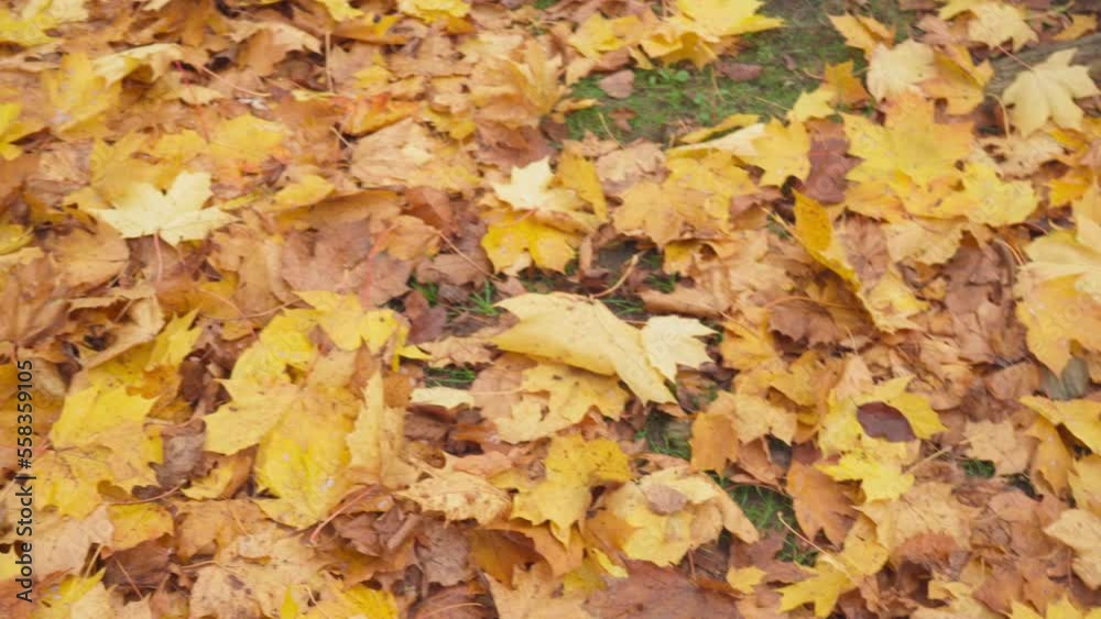 Golden Maple Leaves, Autumn Fallen Leaves Texture Background, Yellow Leaves on Green Grass, Forest Litter Golden Maple Leaves, Autumn Fallen Leaves Texture Background, Yellow Leaves on Green Grass, Forest Litter