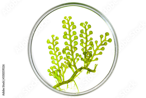 big sea grapes seaweed (Caulerpa racemosa) in culture dish on white. develop and research marine food. photo
