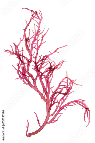 gracilaria seaweed red algae (gracilaria lameneiformis) isolated on white background.