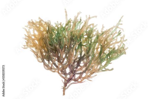 Obraz na płótnie a carageen seaweed plant with green and brown color.