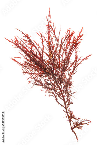 Tableau sur toile gelidium algae red seaweed on white background.