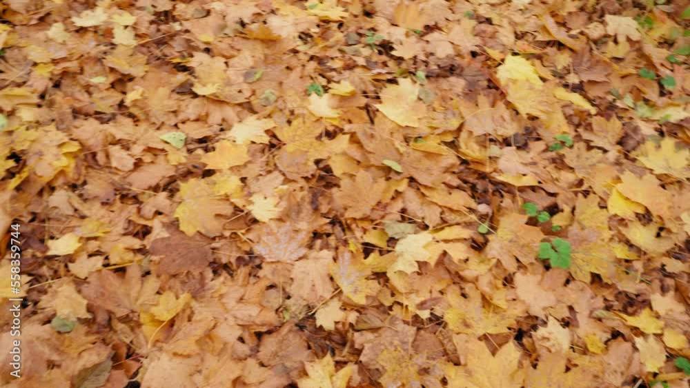 Golden Maple Leaves, Autumn Fallen Leaves Texture Background, Yellow Leaves on Green Grass, Forest Litter Golden Maple Leaves, Autumn Fallen Leaves Texture Background, Yellow Leaves on Green Grass, Forest Litter