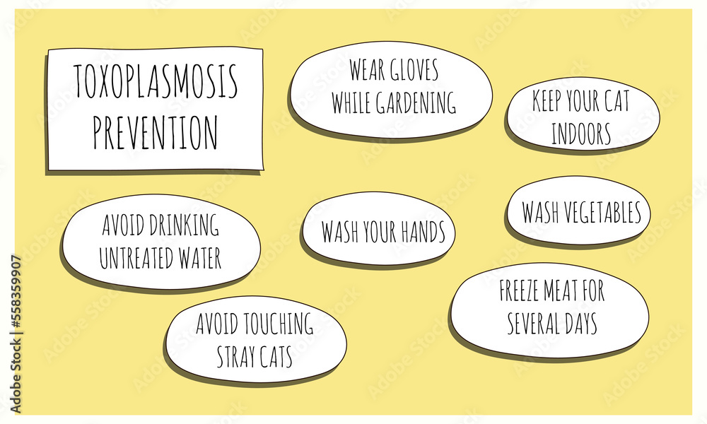 Obraz premium toxoplasmosis PREVENTION.Vector illustration for medical journal or brochure.