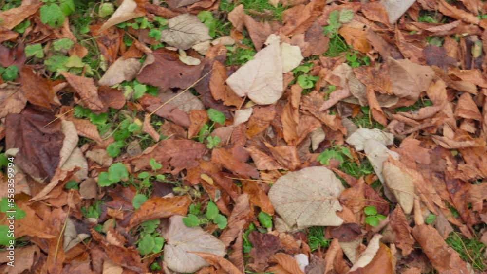 Variety of Brown Leaves on Ground, Red Autumn Fallen Leaves Texture Background, Forest Litter Variety of Brown Leaves on Ground, Red Autumn Fallen Leaves Texture Background, Forest Litter
