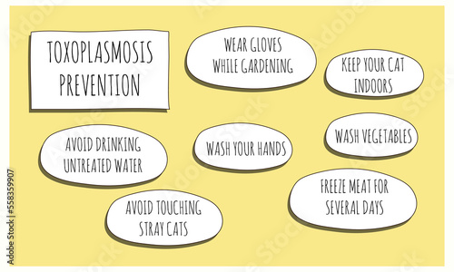 toxoplasmosis PREVENTION.Vector illustration for medical journal or brochure.