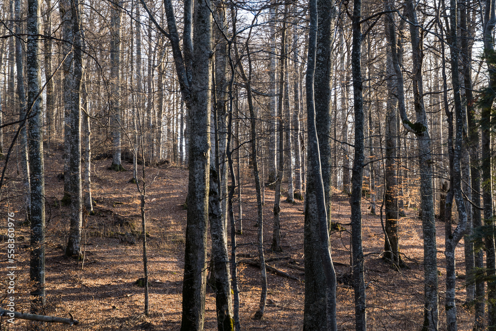 Fototapeta premium Winter in the woods, Baiului Mountains, Romania 
