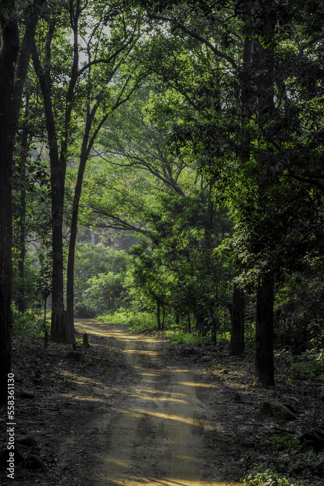 Beautiful path in the dense forest of Jim Corbett National Park India Beautiful path in the dense forest of Jim Corbett National Park India