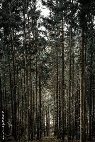 Liniowe drzewa © Maciej