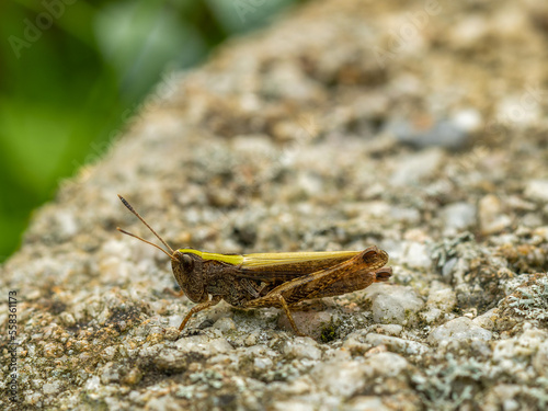 Green grasshopper in a backyard on a rock. © caiquame