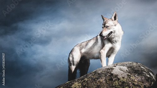 Wilk stojący na kamieniu