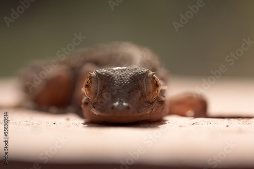 Gecko 