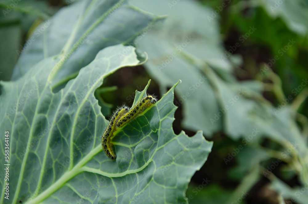 caterpillars on cabbage leaves, eat the crop in the garden