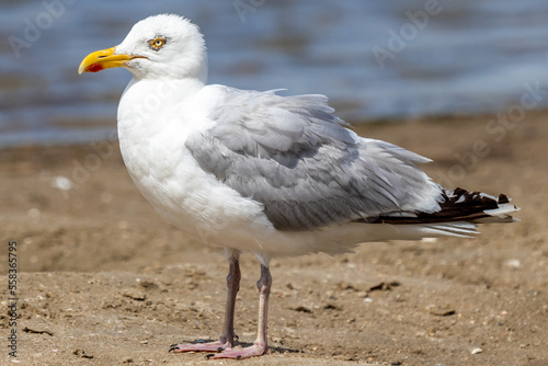 seagull closeup standing on sandy beach with water in the blurred background