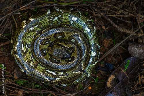 Madagascar Boa - Acrantophis madagascariensis, the largest snake of Madagascar forests. Endemic snake. photo