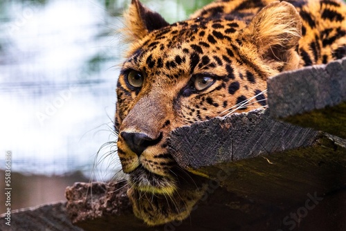 A beautiful portrait of the head of a amur leopard lying on a wooden platform and looking around in a zoo in Belgium. The predator animal is looking around. © Joeri