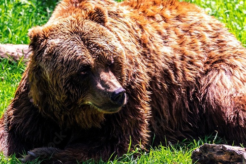 A close up portrait of a brown grizzly bear lying in the grass. The mammal is a dangerous predator animal, but is now looking around and acting a bit lazy.