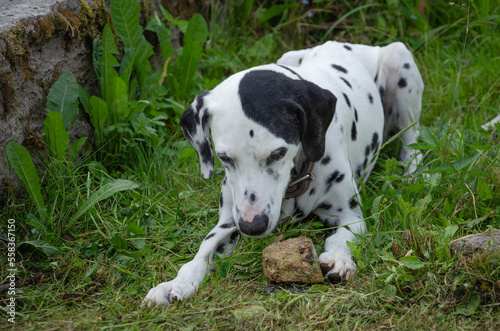 Dalmatian dog playing with stone  playful big dog