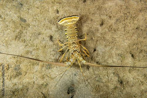 Caribbean Spiny Lobster (Panulirus argus) in Florida, USA photo